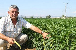 Biber Altın Çağını Yaşıyor