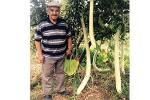 Boyu Kadar Kabak Yetiştirdi