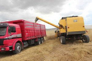 Buğday Rekoltesi Yüzde 50 Arttı