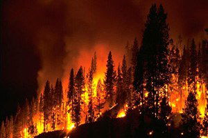 Bursa Siyahı Ve Gemlik Zeytini Ağaçlarına Yangın Darbesi