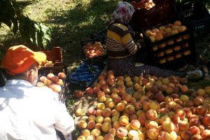 Büyükşehir Yetkilileri, Mısır ve Şeftali Üreticilerinin Sorunlarını Dinledi