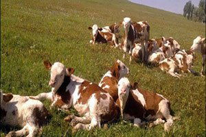 Buzağı Desteklemesi Hak Edişleri Onaylandı