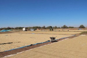 Çankırı, Çeltik Üretiminde 10. Sırada