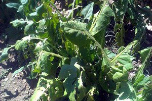 Çelikhan`da 200 Dönüm Araziyi Dolu Vurdu