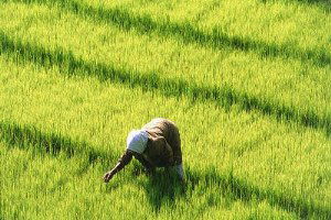Türkiye Çeltiğinin Yüzde 39,9`unu Edirne Karşılıyor