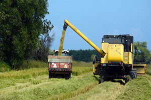 Çeltikde Son 5 Yılın En İyi Hasadı