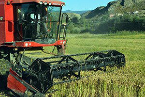 Boyabat`ta Çeltik Hasadı Başladı