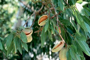 Ceyhan`da Badem Hasadı Devam Ediyor