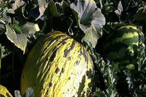 Çiftçiler, Kavun, Karpuzdan Hasadından Yüksek Verim Bekliyor