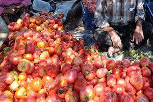 Çilekten Sonra Pembe Domateste De Başarı Hikayesi Yazdılar