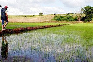 Çorum, Çeltikte Türkiye 4. sü