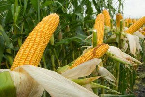 Çukurova Çiftçisi Pamuktan Mısıra Yöneldi