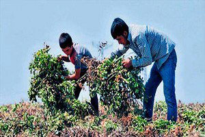 Çukurova`da Fıstık Gibi Hasat Yapılıyor