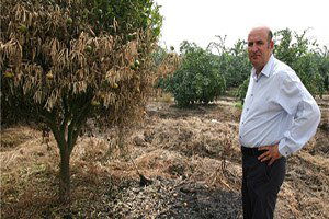 Çukurova`da Meyve Üretimine `Anız Yangını` Tehdidi