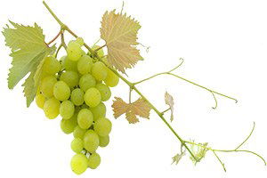 Dedelerin Üzümleri Torunlara Miras Kalacak