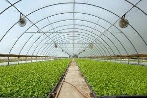 Fatsa`da Tarımsal Uygulama ve Deneme Serası Açıldı