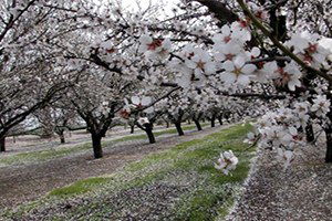 Diyarbakırlı Çiftçinin Yüzü `Badem`le Güldü