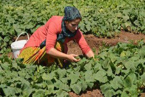 Diyarbakır`da Kent Bostanı Ürün Vermeye Başladı