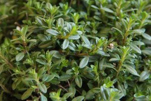 Doğanın 100 Milyon Dolarlık Armağanı