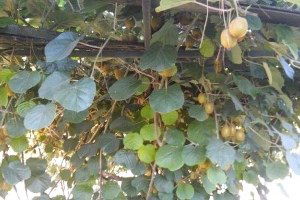 Erbaa`da Kivi Üretimi