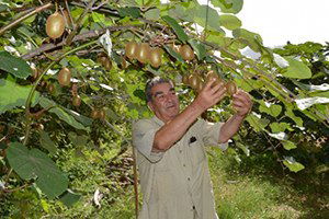 Erdemli Çiftçisi Kiviye Merak Sardı