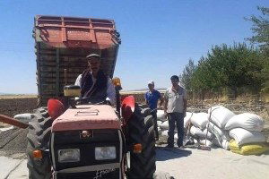 Ergani`de Ayçiçeği Alımları Başladı