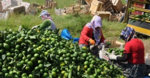 Erkenci mandalina dalında satıldı