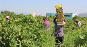 Hassa`da Üzüm Hasadı Yüzleri Güldürdü