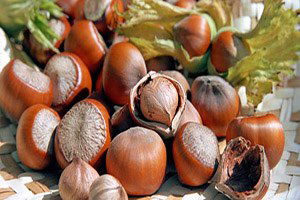 Fındık Fiyatı 15 Liraya Ulaşacak