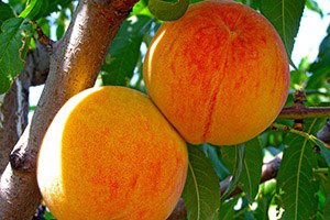 Geç Şeftali Üreticisinin Altın Yılı