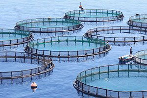 Gelecek Nesiller Balığı `Çiftlikten` Yiyecek