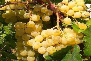 Geyve`nin `Müşküle Üzümü` Ege Üzümüne Rakip