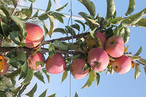 Gönen Tahirova`da İlk Elma Hasadı Başladı