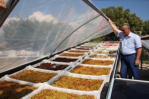 Güneş Enerjili Yaş Sebze ve Meyve Kurutma Sistemleri