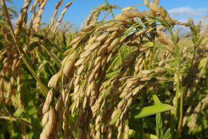 Güney Marmara`daki Çeltik Ekimleri