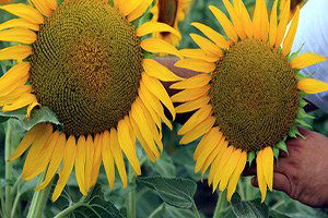 Ham Yağ Açığı Yüzde 60`Lara Çıktı