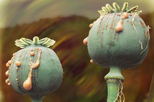 Haşhaşın Kabuk Fiyatı Çiftçilerin Yüzünü Güldürdü