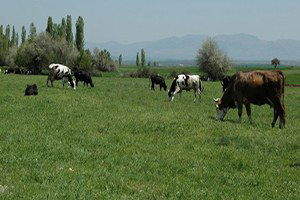 Tüik, Hayvansal Üretim İstatistiklerini Açıkladı
