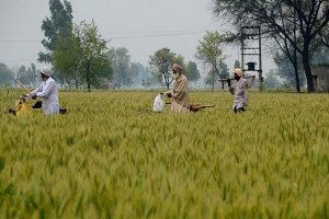 Hindistan`daki Bağımsız Çiftçiler Yeni Bir `Yeşil Devrim`e Hazırlanıyor
