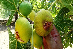 İncirde Dünya Liderliği Tehlikede