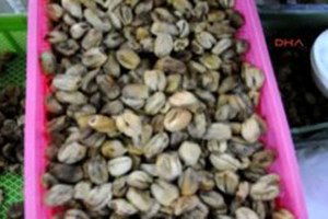 İncirde Ürün ve Fiyatlar Yüz Güldürdü