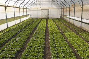 Irak Kürtleri`nin Çıkışı Tarım Olacak