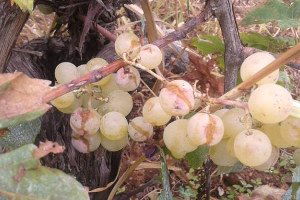 İznik`te Üzüm ve Zeytini Dolu Vurdu