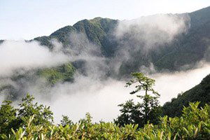 Kaçkarlar`dan Bu Yıl 750 Kilo Bal Elde Edildi