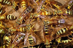 Kanserde Yeni Umut: Eşek Arısı Zehri