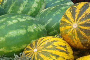 Muş`ta Karpuz Ve Kavun Hasadı Devam Ediyor