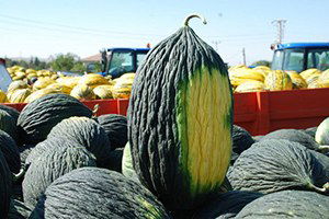 Kazan Kavunu Pazara İndi