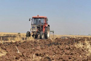 Kent Bostanları Yaygınlaşıyor