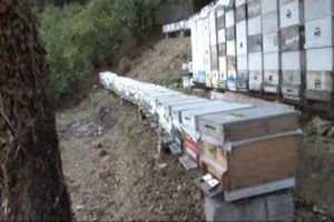 Kestane Balı Üretiminde Rekor Düşüş