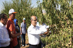Kâhta`da Badem Hasadı Etkinliği Düzenlendi